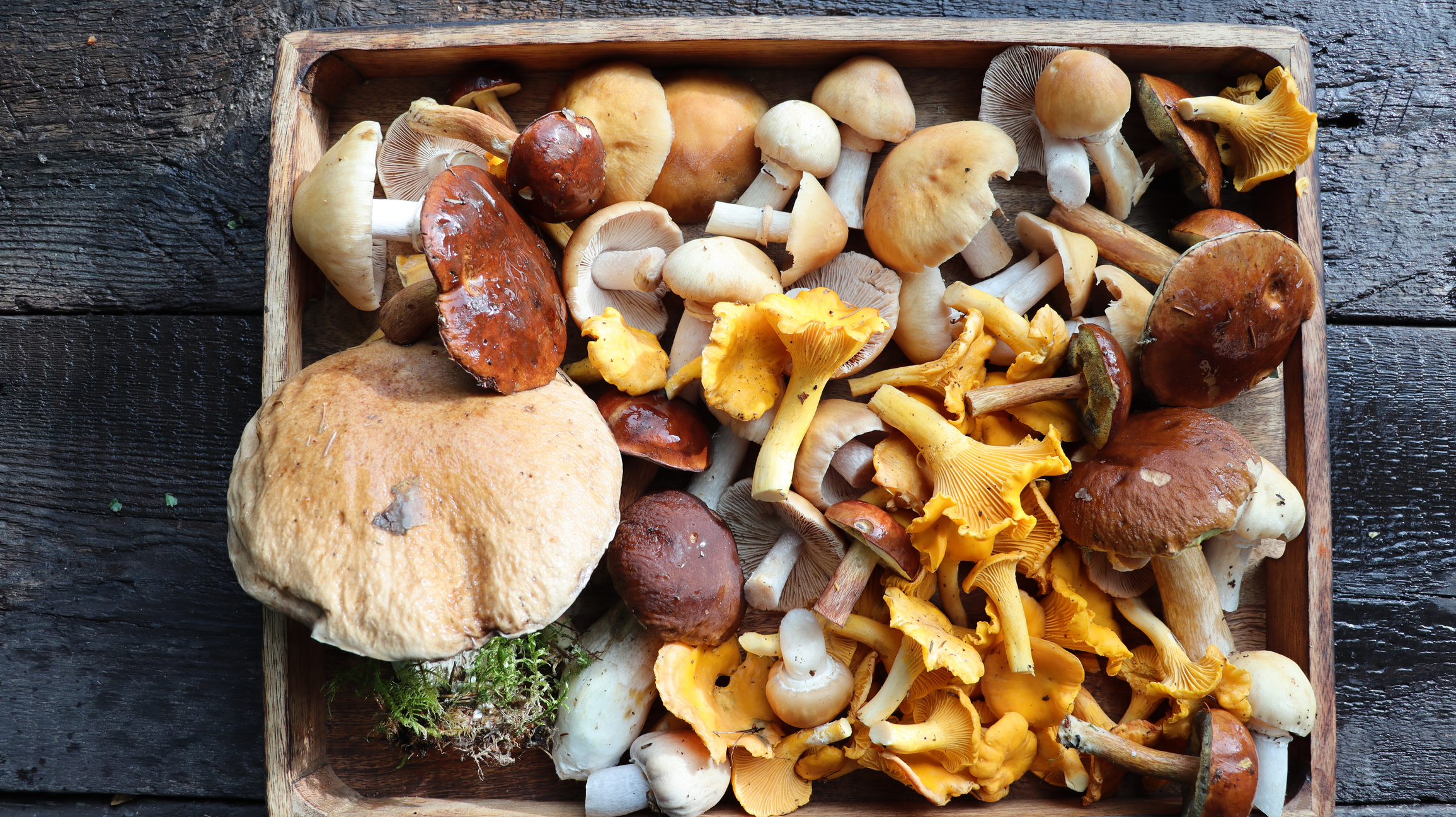 The Power of Mushrooms for Everyday Health