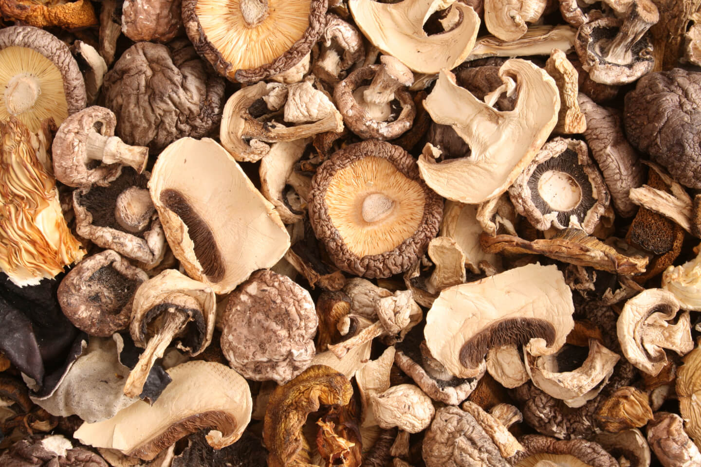 We Believe in the Magic of Mushrooms! Lazy Acres Natural Market